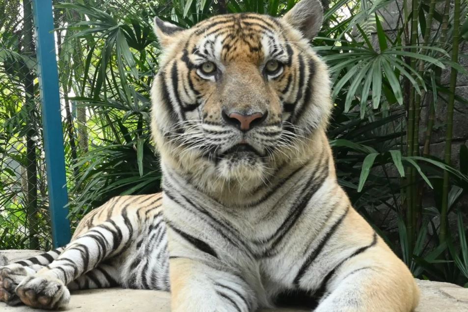 থাই পর্যটন পার্কে ২ সপ্তাহের ব্যবধানে ৭২টি বাঘের মৃত্যু 