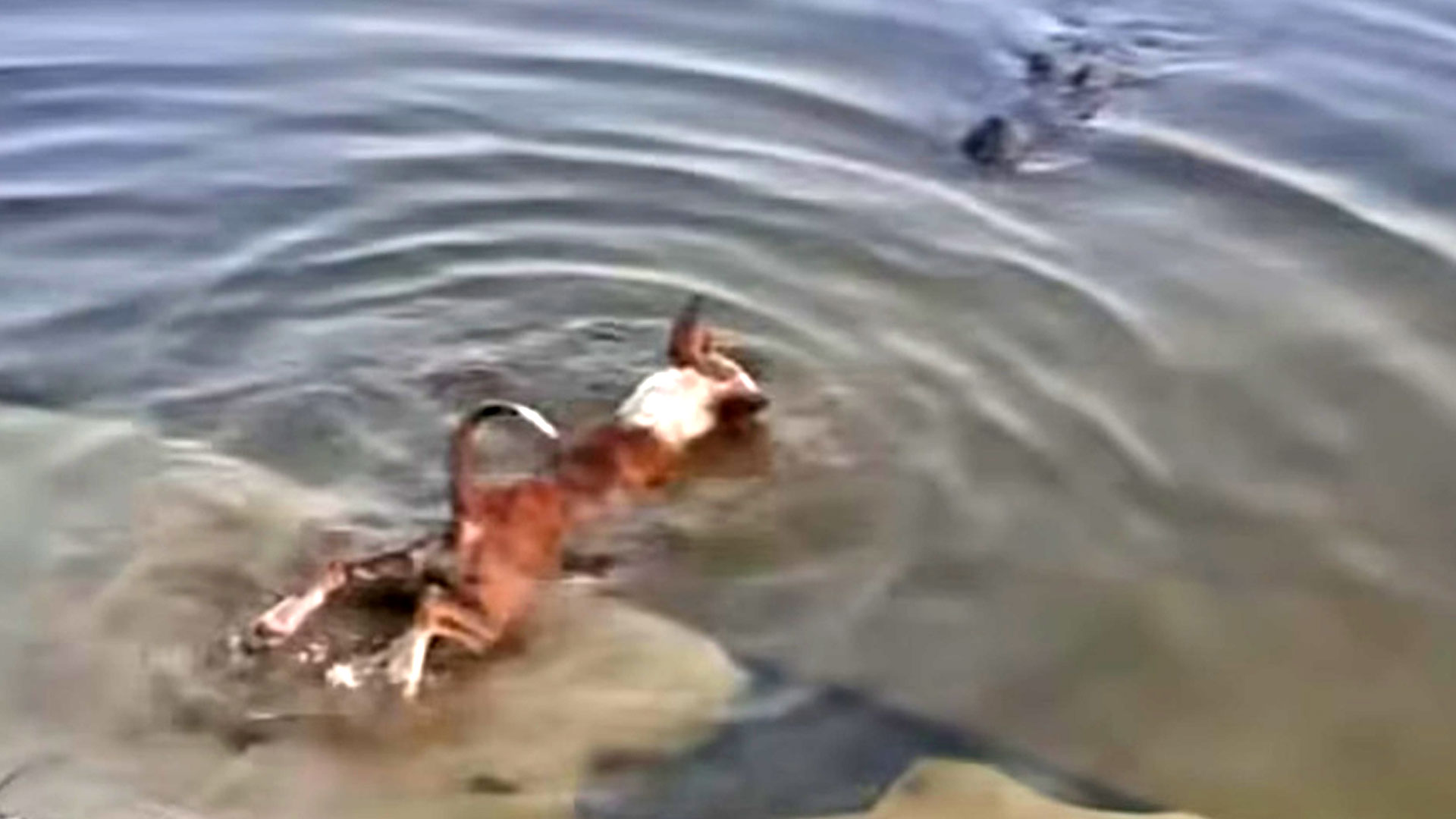 প্রাণীর প্রতি নিষ্ঠুরতার শাস্তি বাড়াতে সরকারকে লিগ্যাল নোটিশ