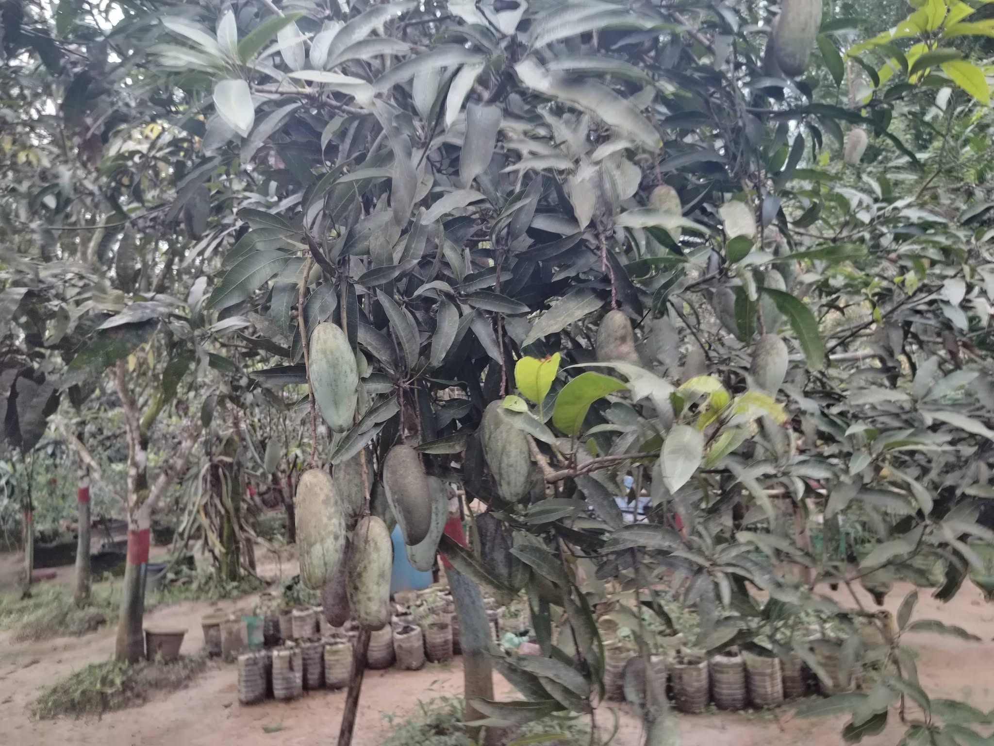 এক পাহাড়ে ৫০ জাতের আম