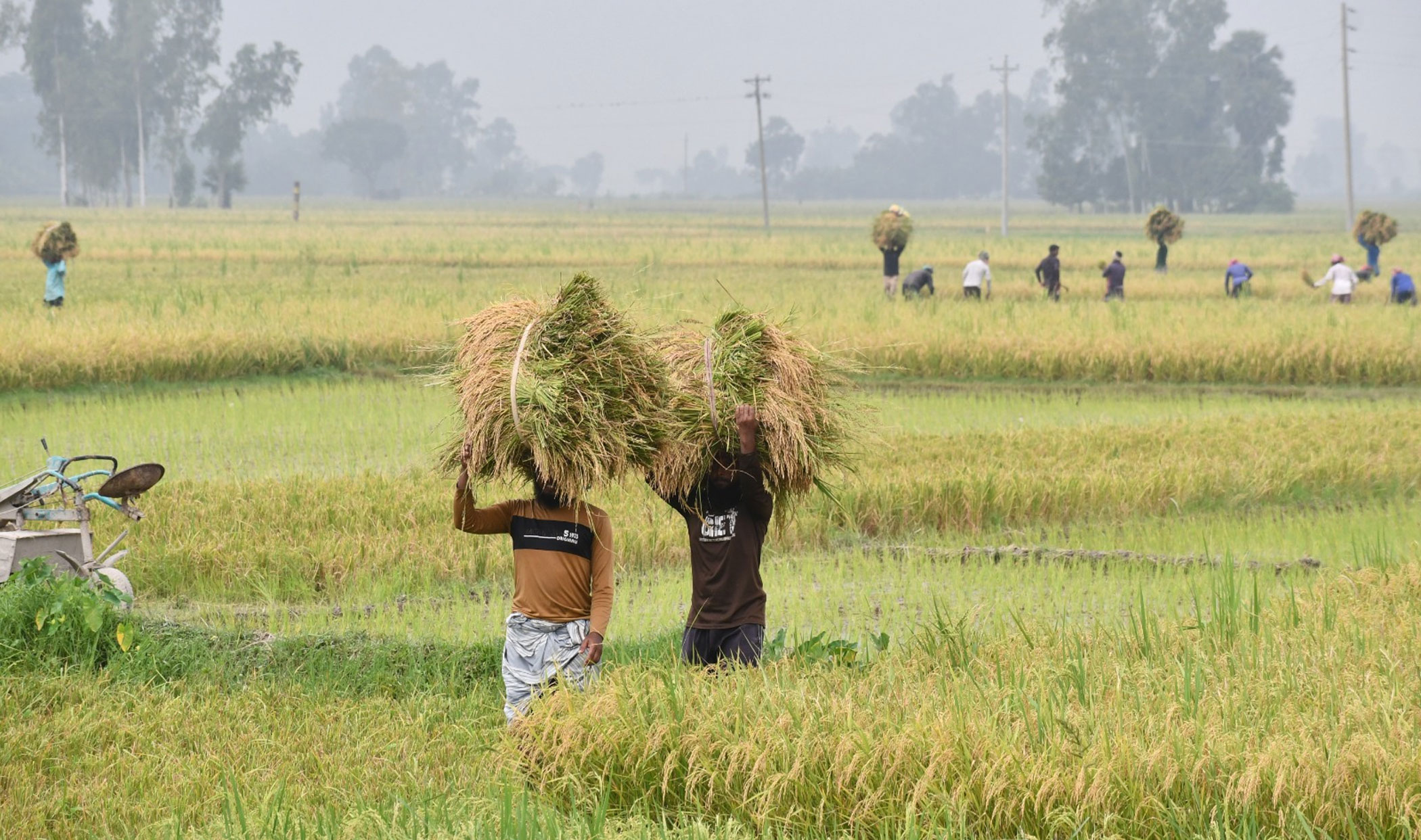 সরকারের গুদামে সার, কৃষক কেন পাচ্ছে না?