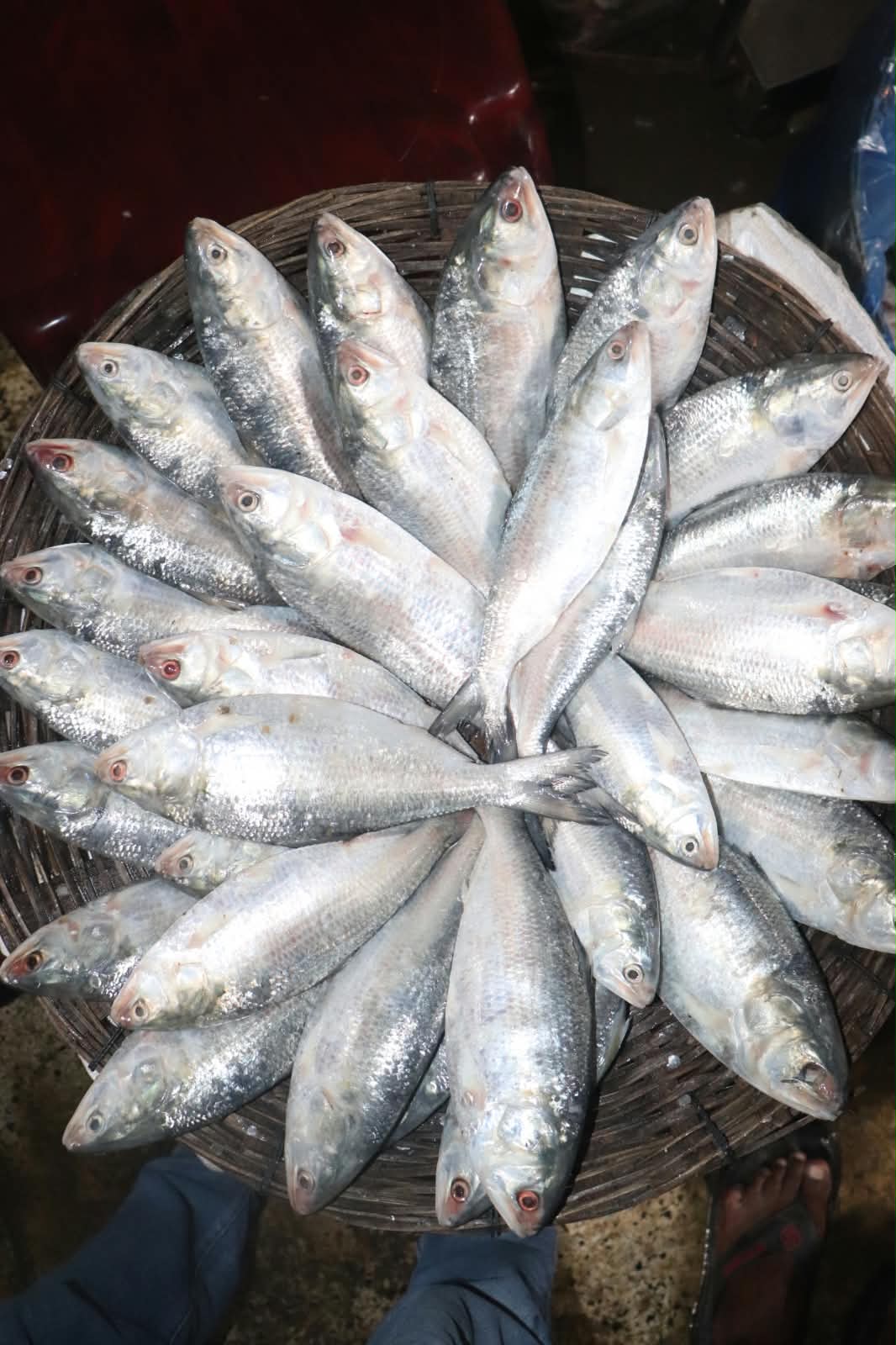 ইলিশ ধরা নিষিদ্ধের আগে...