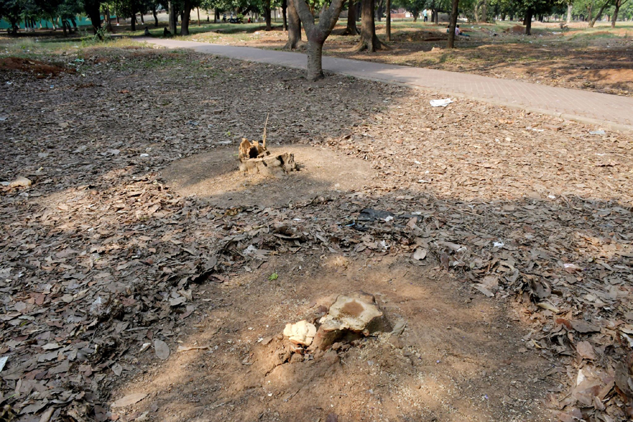 উদ্যান পরিকল্পনায় বাড়ছে ইমারত, কমছে সবুজ: বিআইপি