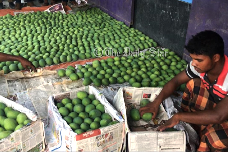 যুক্তরাজ্যে যাচ্ছে রাজশাহীর আম