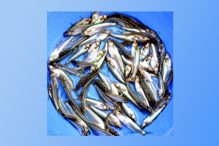 দেশে বিলুপ্তপ্রায় বাতাসী মাছের পোনা উৎপাদন