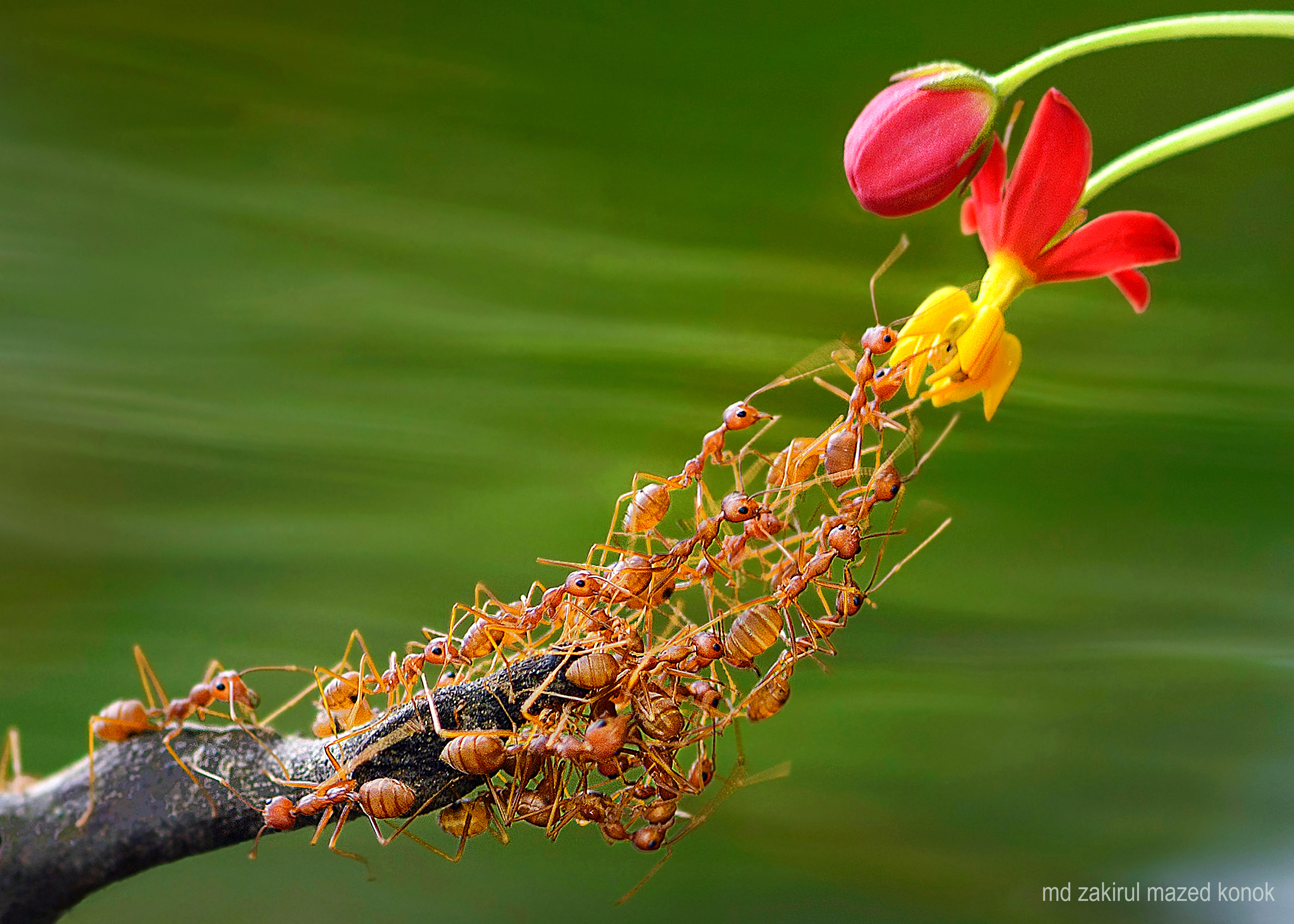 ন্যাচারস বেস্ট ফটোগ্রাফি এশিয়ার বিজয়ীদের তালিকায় প্রথম বাংলাদেশি