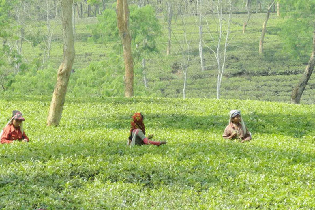 ‘চা শ্রমিক দিবস’ ও আধুনিক ‘ক্রীতদাসদের’ গল্প