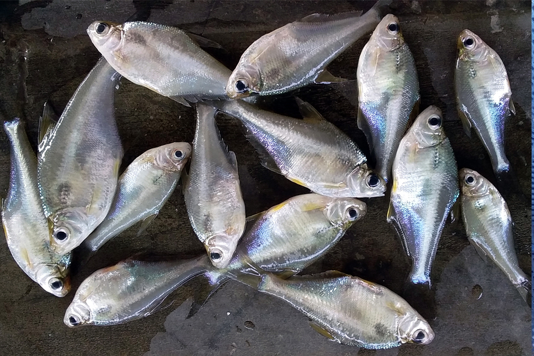 কৃত্রিম প্রজননে এবার ঢেলা মাছের পোনা উৎপাদনে সাফল্য