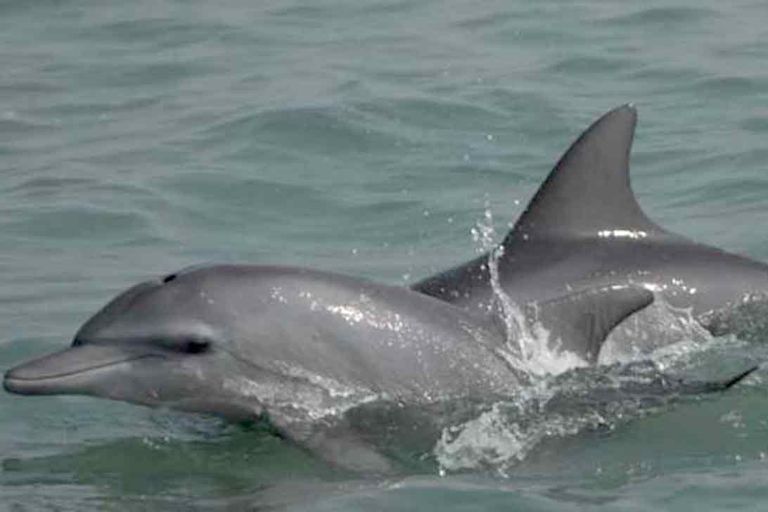 বিলুপ্তির পথে মিঠাপানির ডলফিন, হালদাকে অভয়ারণ্য ঘোষণার দাবি