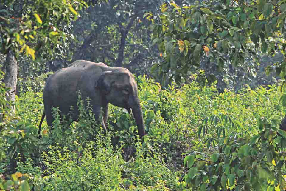হাতি হত্যার অভিযোগে বাবা-ছেলে কারাগারে