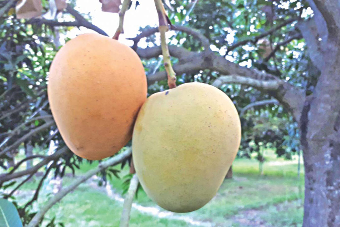 জিআই পণ্যের নিবন্ধন পেলো চাঁপাইনবাবগঞ্জের খিরসাপাতি আম