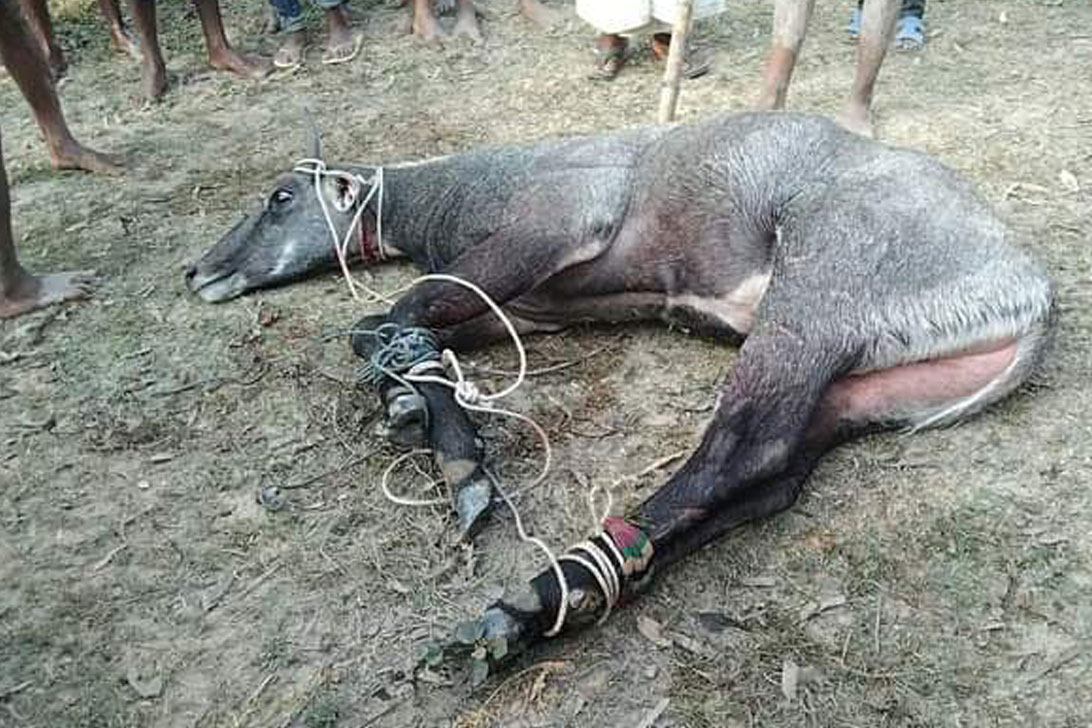 ঠাকুরগাঁওয়ে বিলুপ্তপ্রায় নীলগাই উদ্ধার
