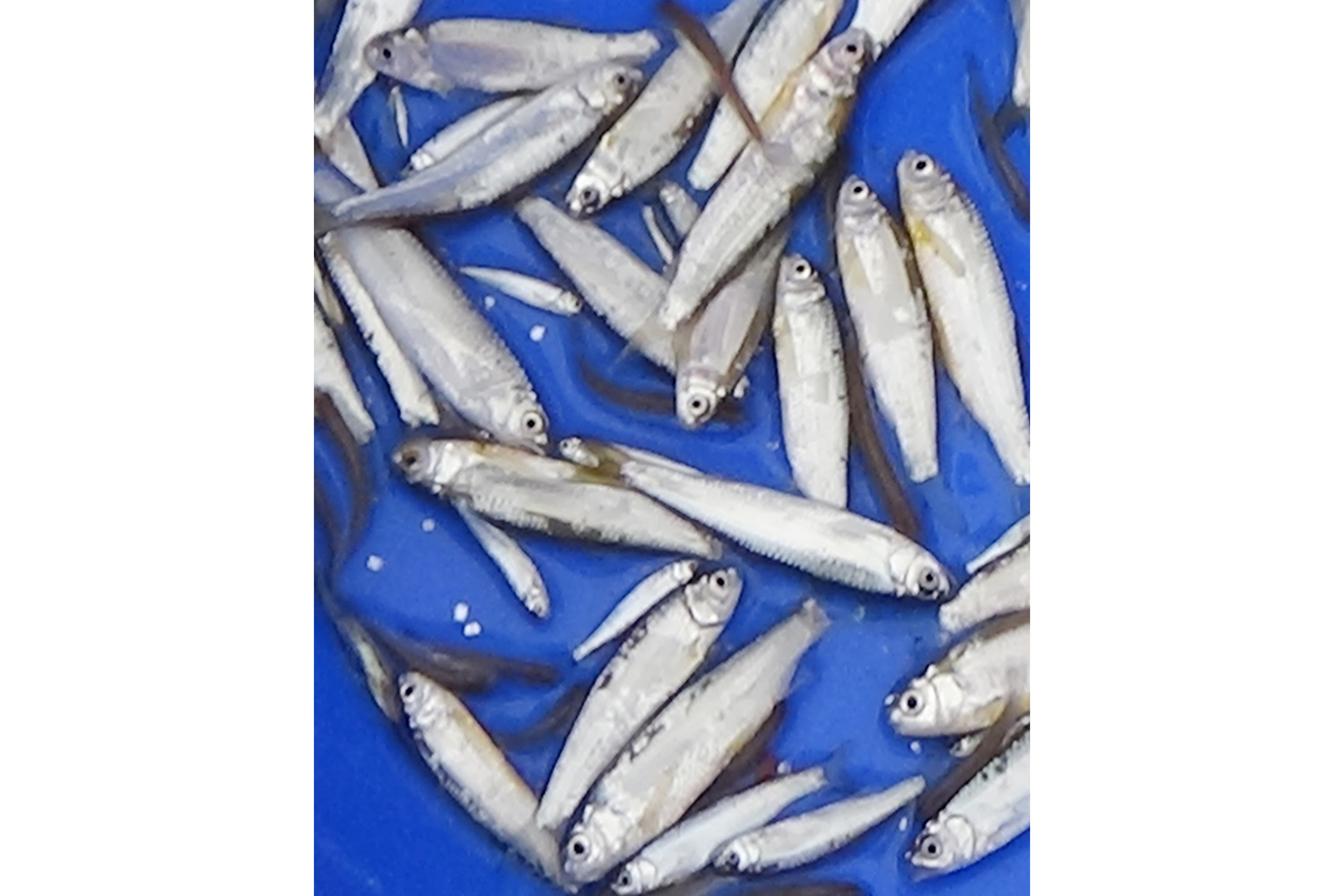 ঢেলা-বাতাসীর পর বিলুপ্তপ্রায় পিয়ালী মাছের পোনা উৎপাদনে সাফল্য  