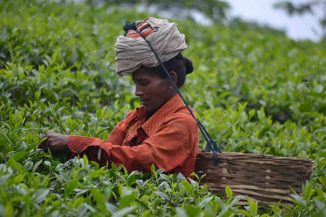 চা শ্রমিকরা জানেন না মে দিবস কী!
