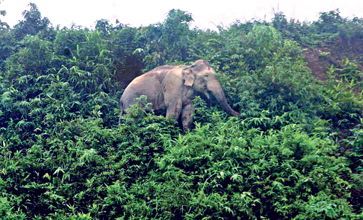 জীবন সংকটে হাতি