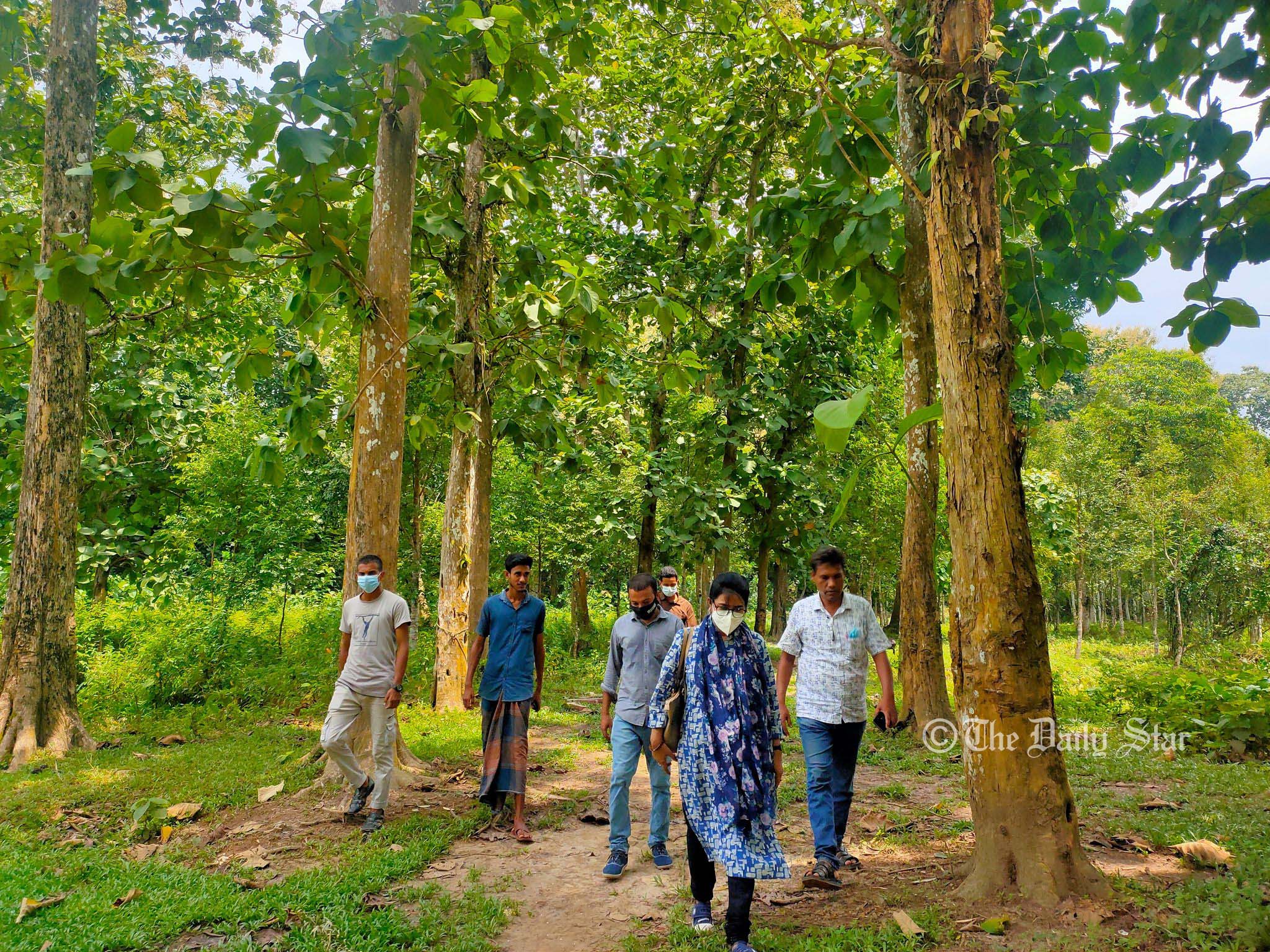 লাঠিটিলায় সাফারি পার্কের সড়ক নির্মাণেই কাটা পড়বে ১০ হাজার গাছ: বেলা