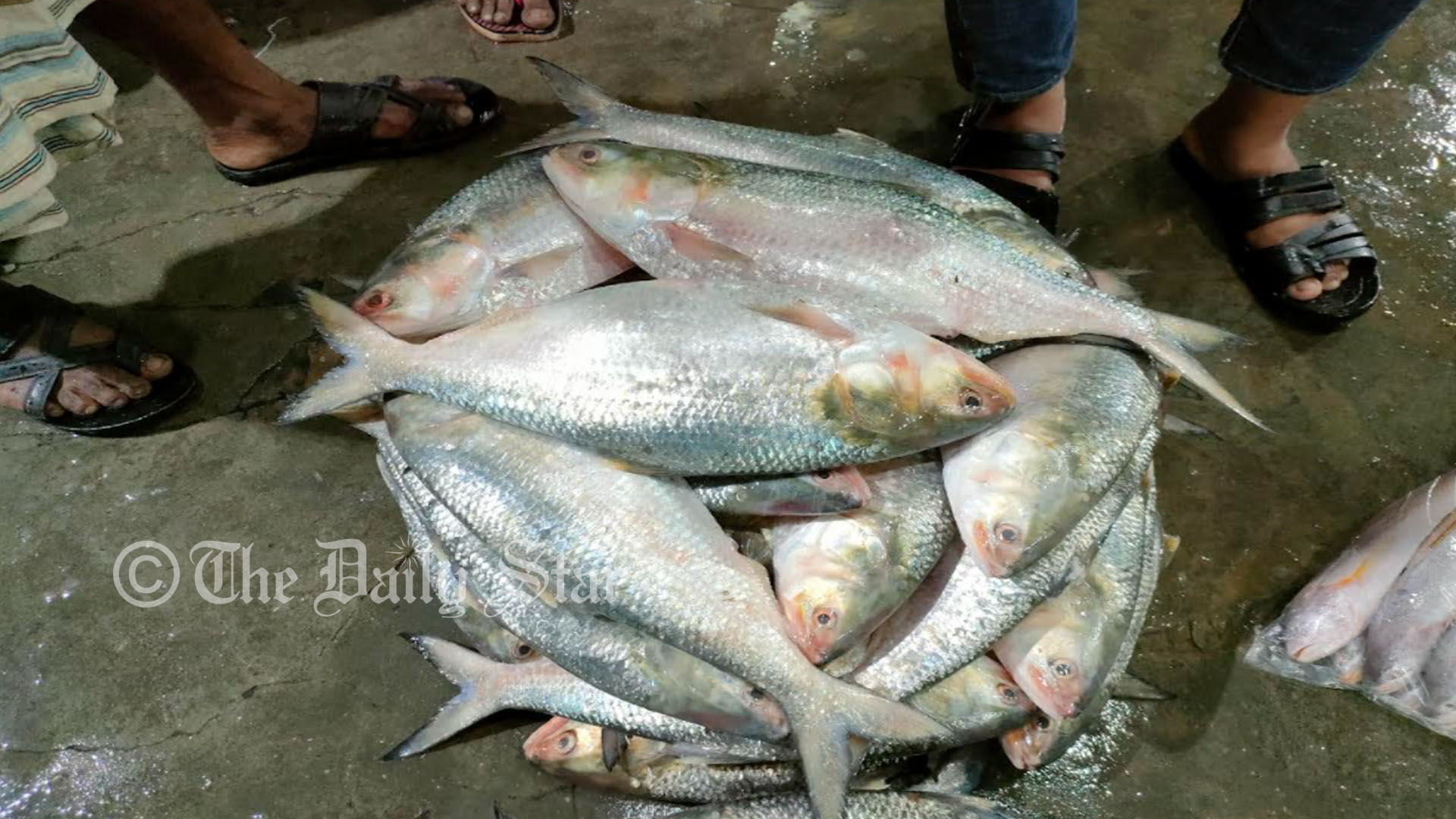 ভারতে ইলিশ রপ্তানি বন্ধে সরকারকে আইনি নোটিশ