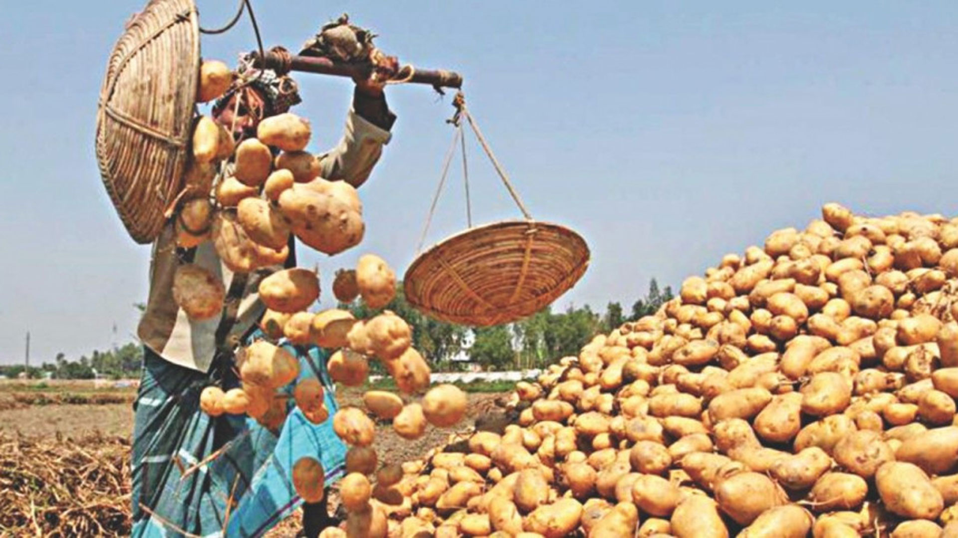 ৫০ হাজার টন আলু কিনবে সরকার, বেঁধে দেওয়া হলো সর্বনিম্ন বিক্রি মূল্য