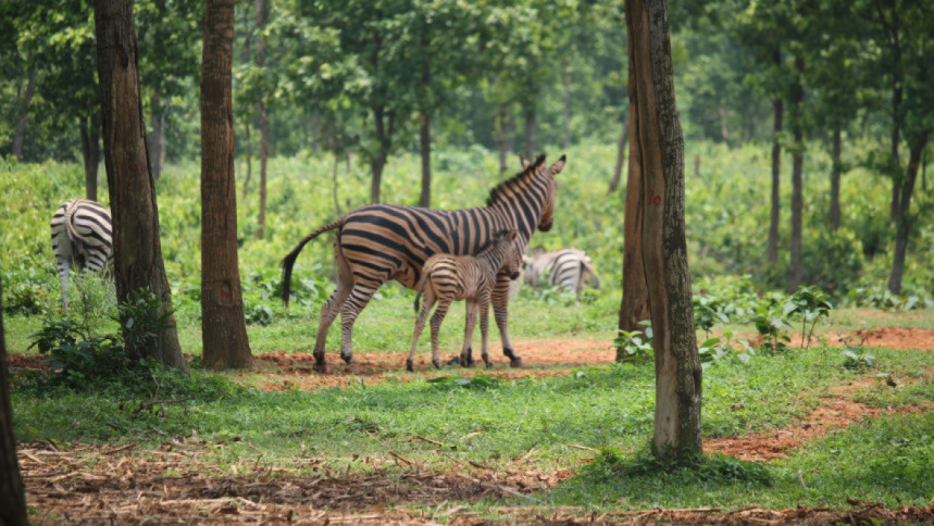 বঙ্গবন্ধু সাফারি পার্কে চলতি মাসে ১১ জেব্রার মৃত্যু