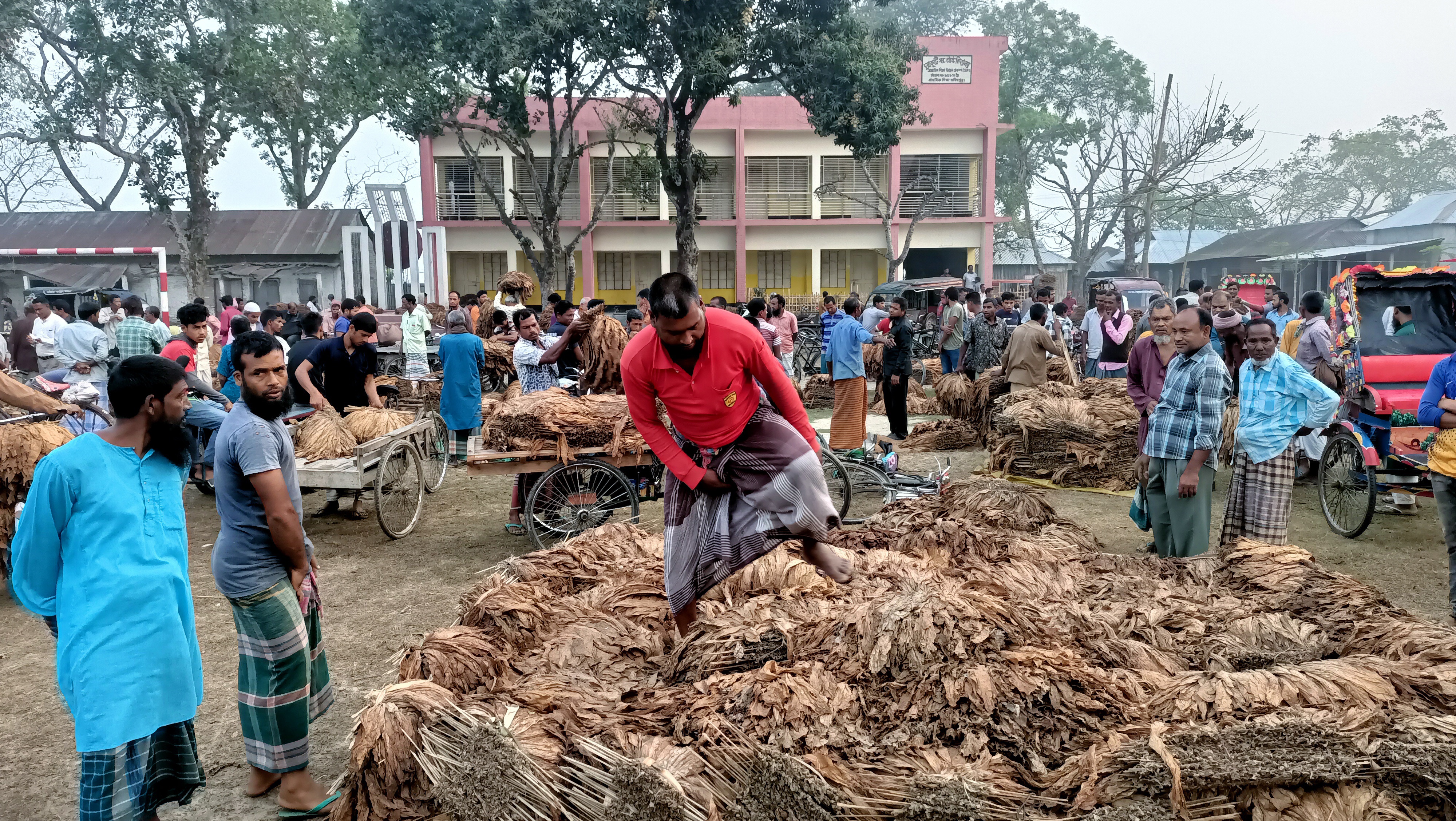 বিদ্যালয়ের মাঠে তামাকের হাট, শহীদ বেদীতেও চলে বেচাকেনা