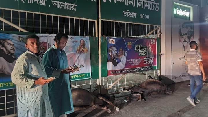 সার কারখানার বর্জ্য খালে, পানি পান করে ৪ গরুর মৃত্যু