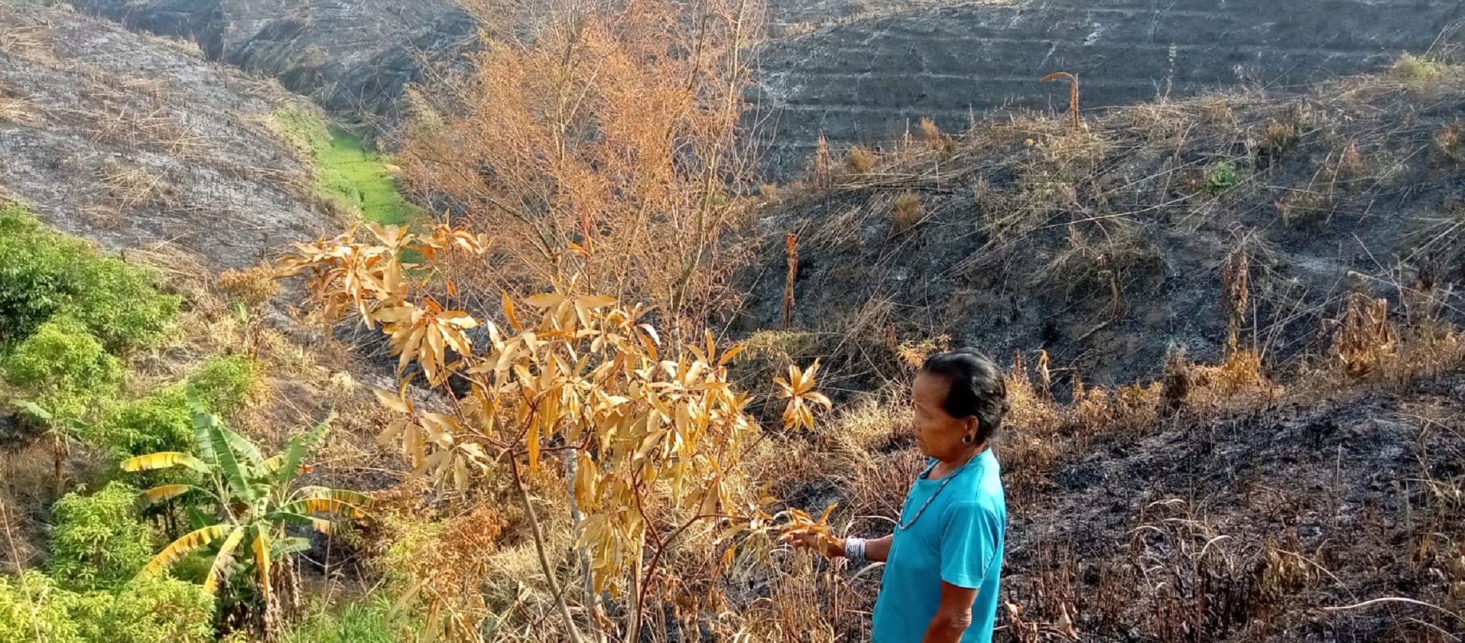 রাবার কোম্পানির বিরুদ্ধে ম্রোদের জুমের বাগান পুড়িয়ে দেওয়ার অভিযোগ