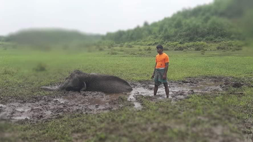 অবশেষে উদ্ধার হলো হাতি শাবকটি