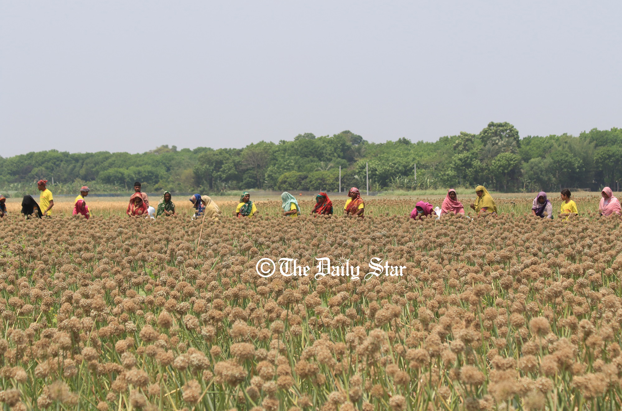 পেঁয়াজবীজে হতাশা
