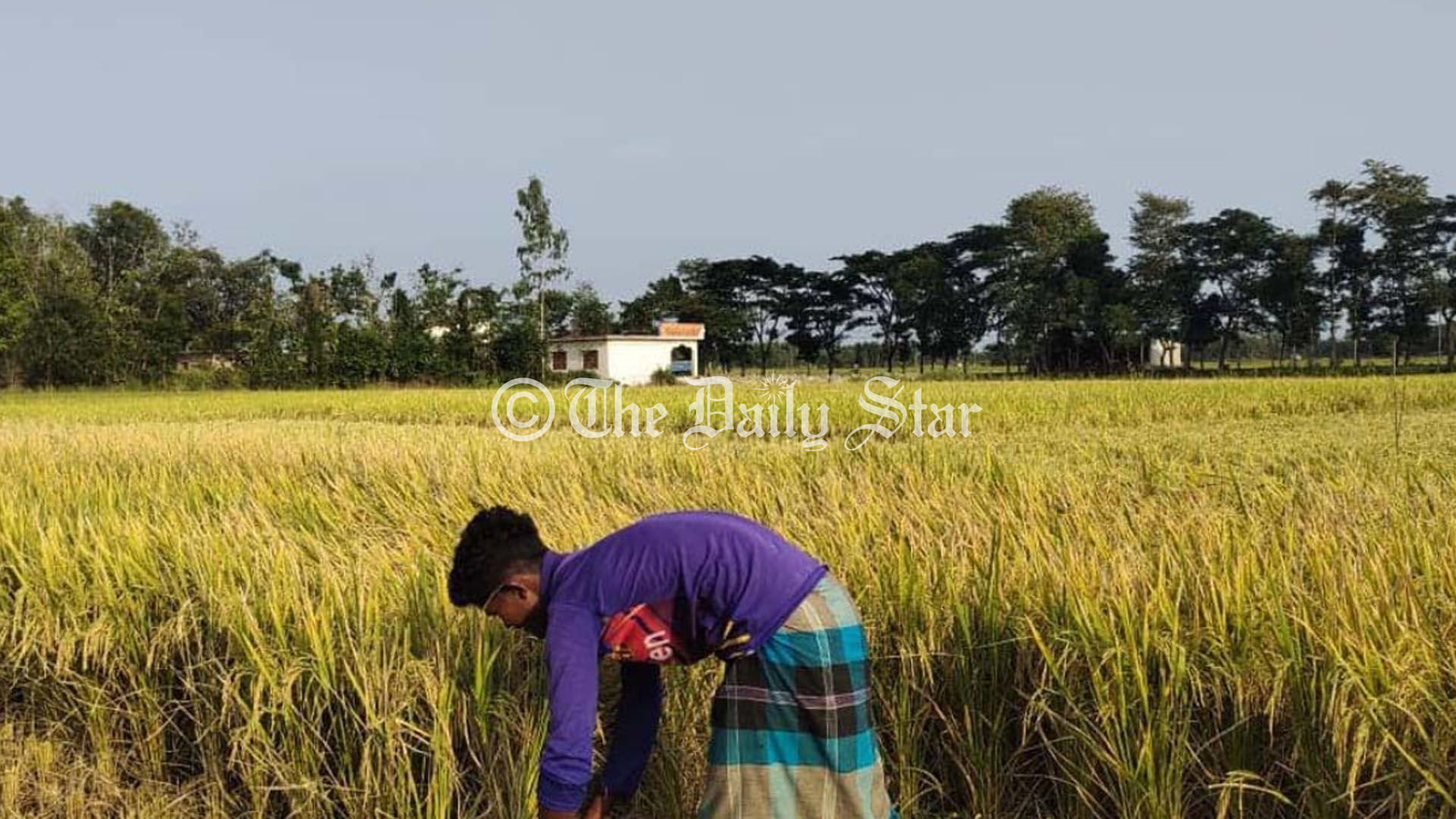 অতিরিক্ত মজুরিতেও মিলছে না শ্রমিক, ধান কাটা নিয়ে শঙ্কায় কৃষক