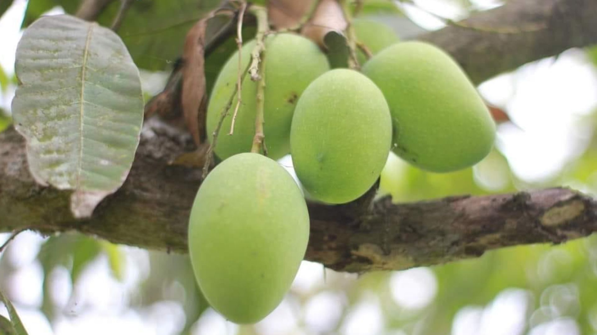 রাজশাহীর আম বাজারে পাওয়া যাবে আগামীকাল থেকে