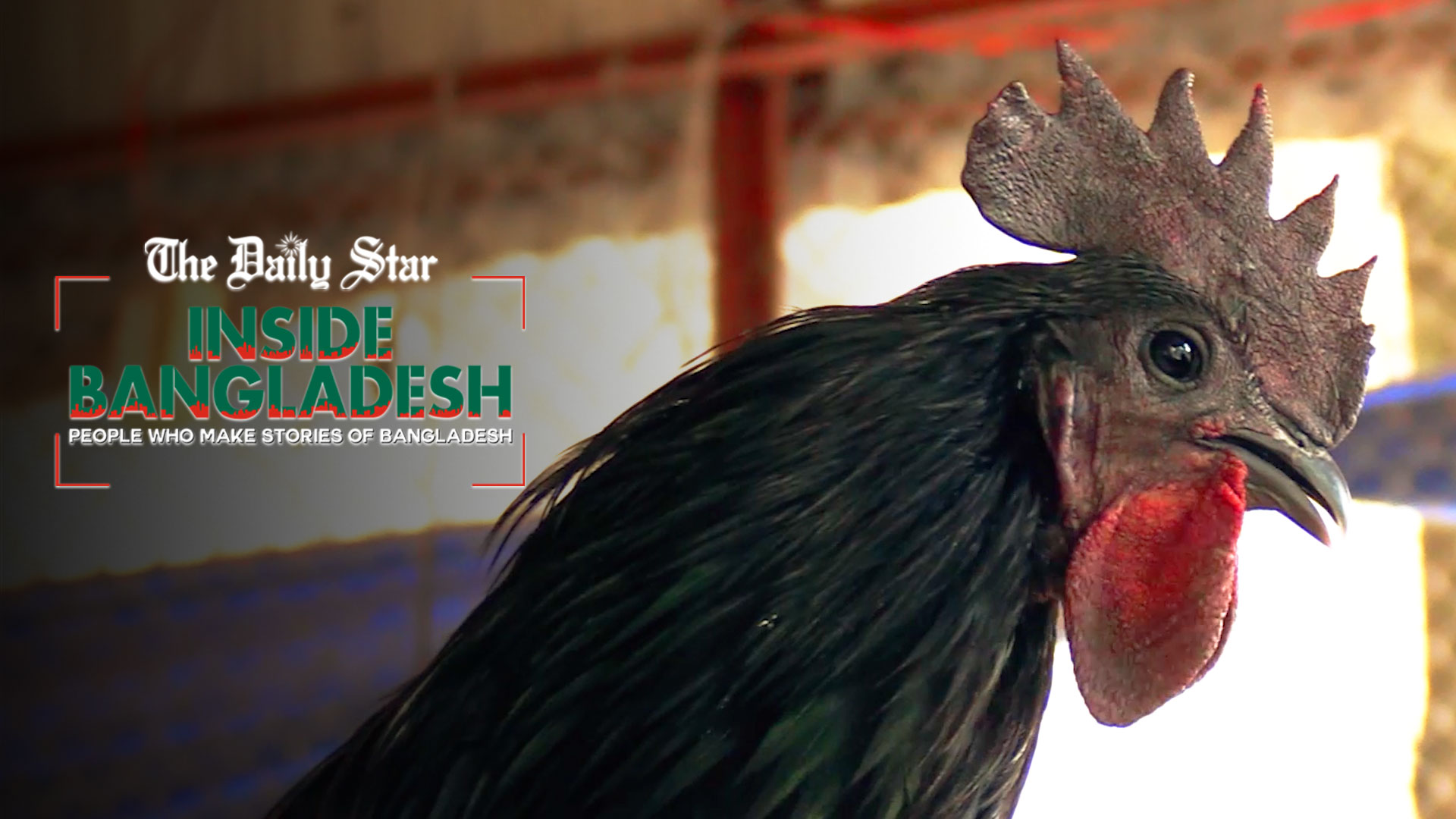 কাদাকনাথ মুরগি: পুষ্টিকর ডিম ও মাংসের উৎস