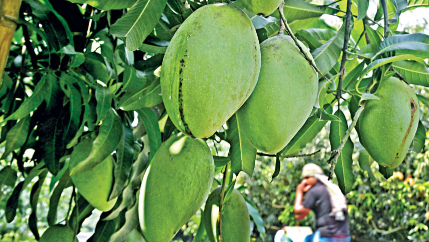ফজলি আমের জিআই স্বত্ব রাজশাহী ও চাঁপাইনবাবগঞ্জের