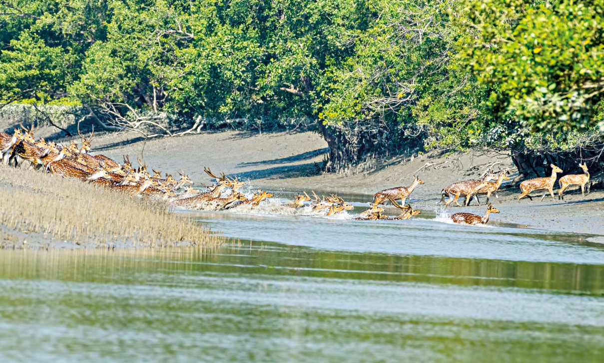 সুন্দরবন ভ্রমণের আগে যা জানা জরুরি