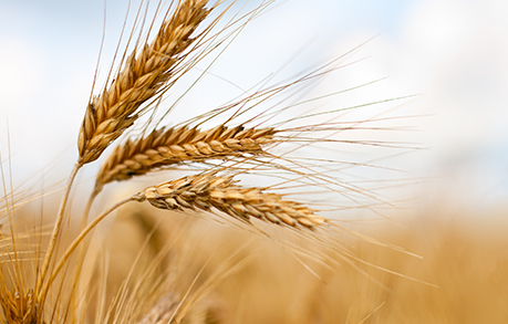 ইউক্রেনের খেরসন থেকে রাশিয়ায় শস্য রপ্তানি শুরু 