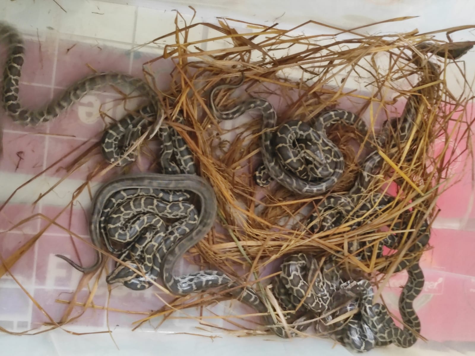 চট্টগ্রাম চিড়িয়াখানায় ইনকিউবেটরে ১১ অজগরের জন্ম