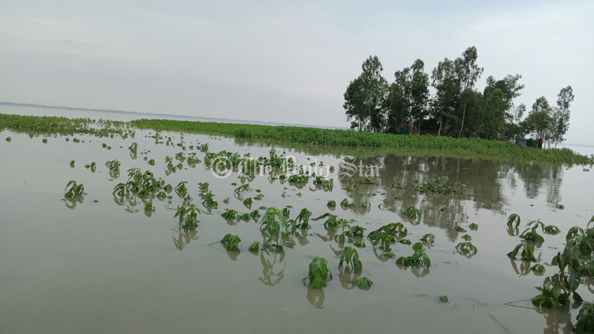 সিরাজগঞ্জে বন্যায় তলিয়ে গেছে ১২৫৯৯ হেক্টর জমির ফসল  