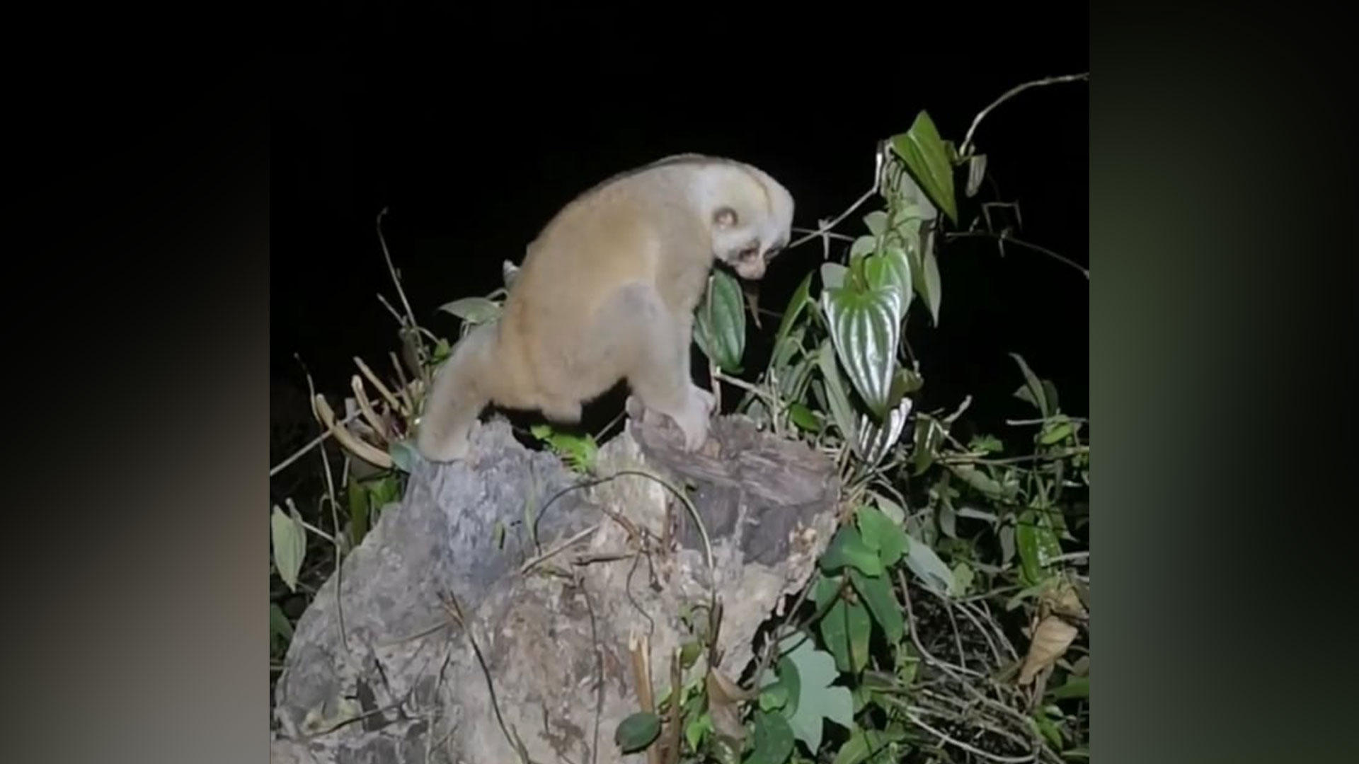 নিশ্চিহ্ন বনে লজ্জাবতী বানরের বাঁচার আকুতি