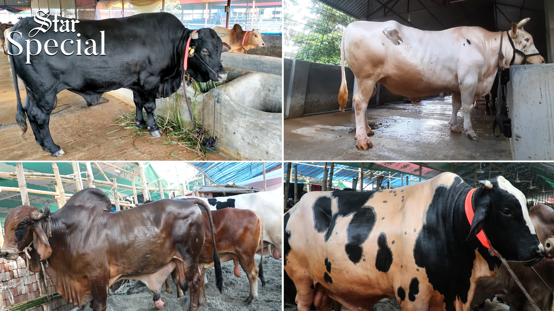 এবার কোরবানির হাট মাতাবে যেসব গরু