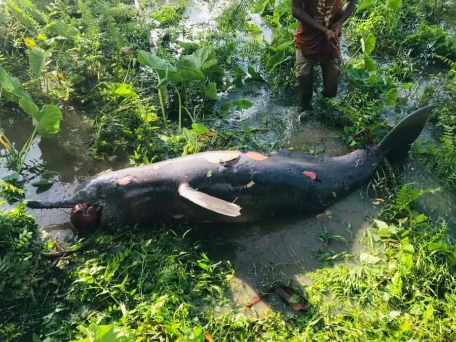 হালদা নদী থেকে মৃত ডলফিন উদ্ধার