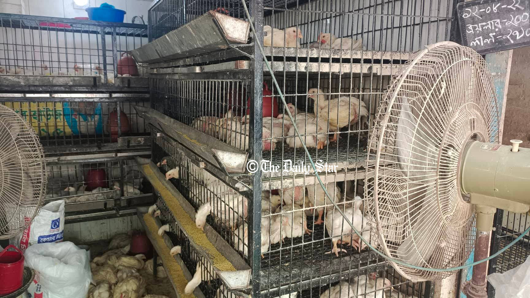 ব্রয়লারের ডাবল সেঞ্চুরি, বেড়েছে ডিম-চাল-পেঁয়াজসহ নিত্যপণ্যের দাম