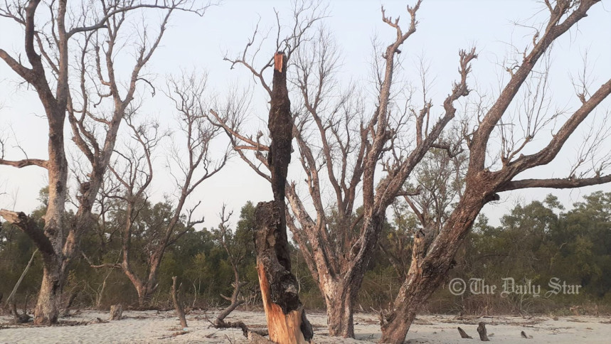 খরায় গাছের বেঁচে থাকার ক্ষমতা বাড়ায় অ্যালকোহল: গবেষণা