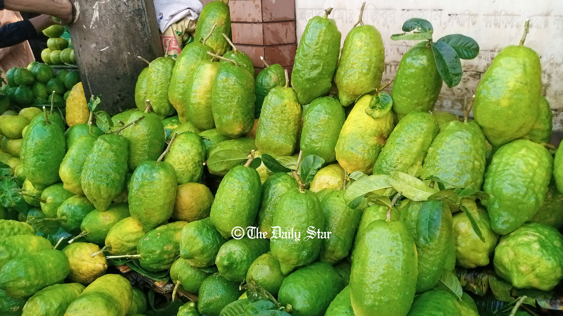 বিশ্বব্যাপী বাড়ছে সিলেটের লেবু জাতীয় ফলের চাহিদা