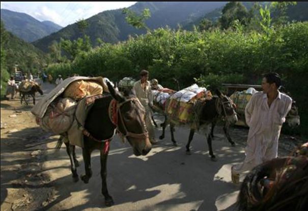 চীনে গাধা রপ্তানি করবে পাকিস্তান