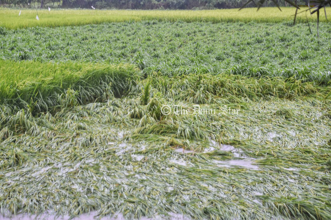 ডুবে গেছে আমন খেত, দীর্ঘ জলাবদ্ধতায় ক্ষতির আশঙ্কা