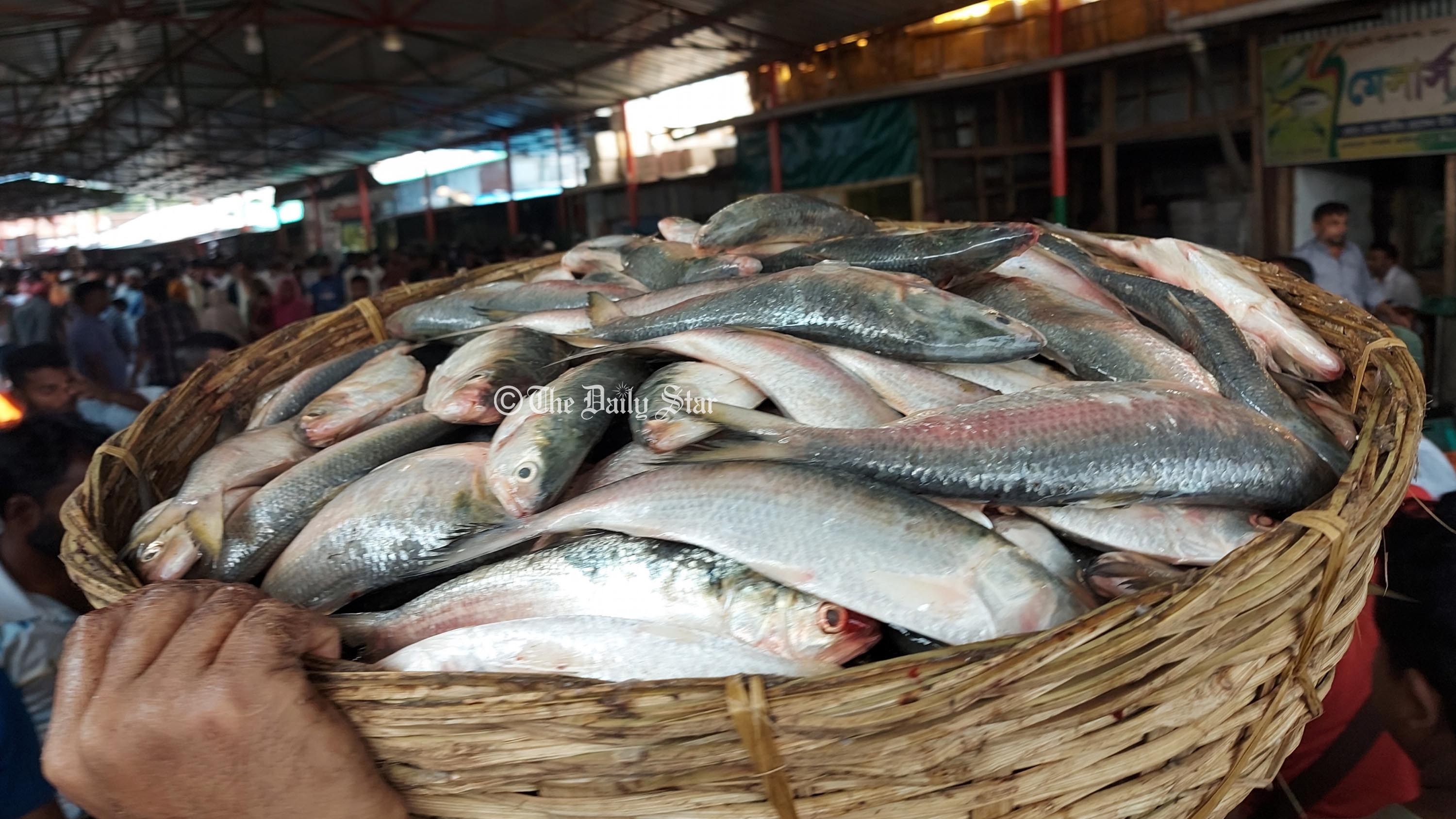 ২২ দিনের নিষেধাজ্ঞা শেষে মোকাম ভরা নদীর ইলিশ