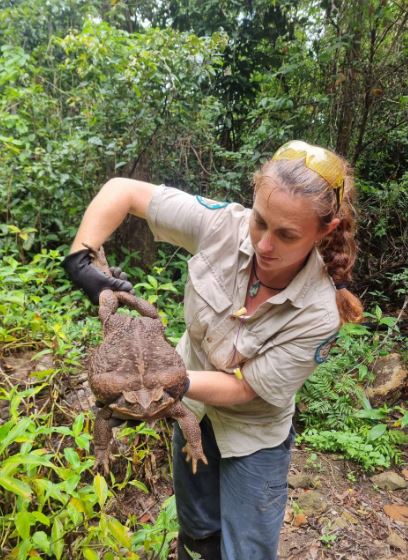 ৩ কেজি ওজনের কুনো ব্যাঙের খোঁজ পাওয়া গেল অস্ট্রেলিয়ায়