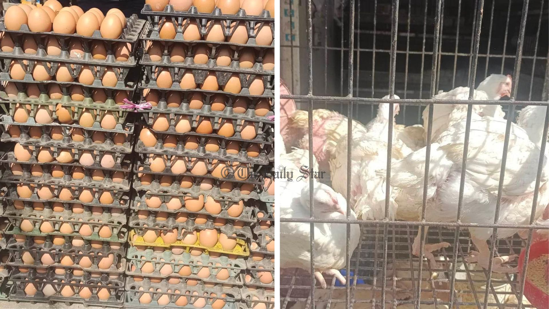 ডাবল সেঞ্চুরির পথে ব্রয়লার, ডিমের ডজন ১৩০ টাকা