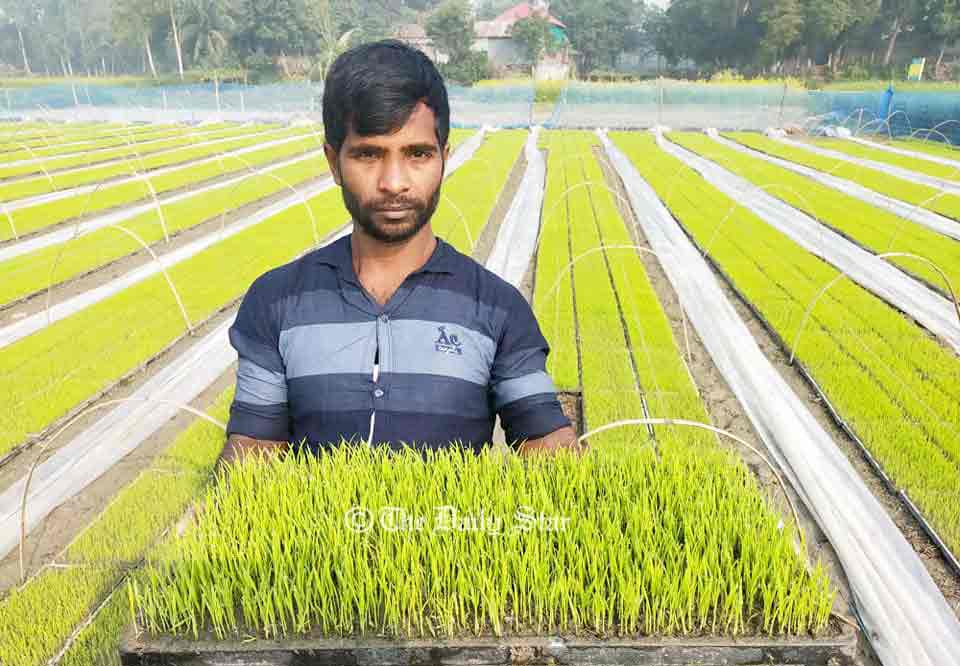 ধান চাষে ‘সমলয়’ পদ্ধতি: কম খরচে বেশি ফলন