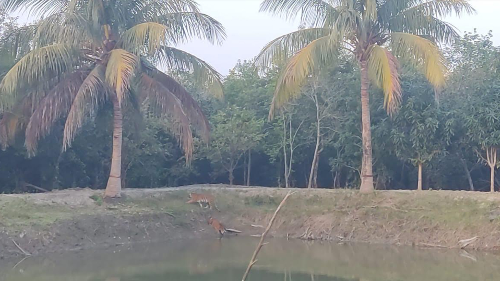 সুন্দরবনে ৩ বাঘের দখলে বন কার্যালয়