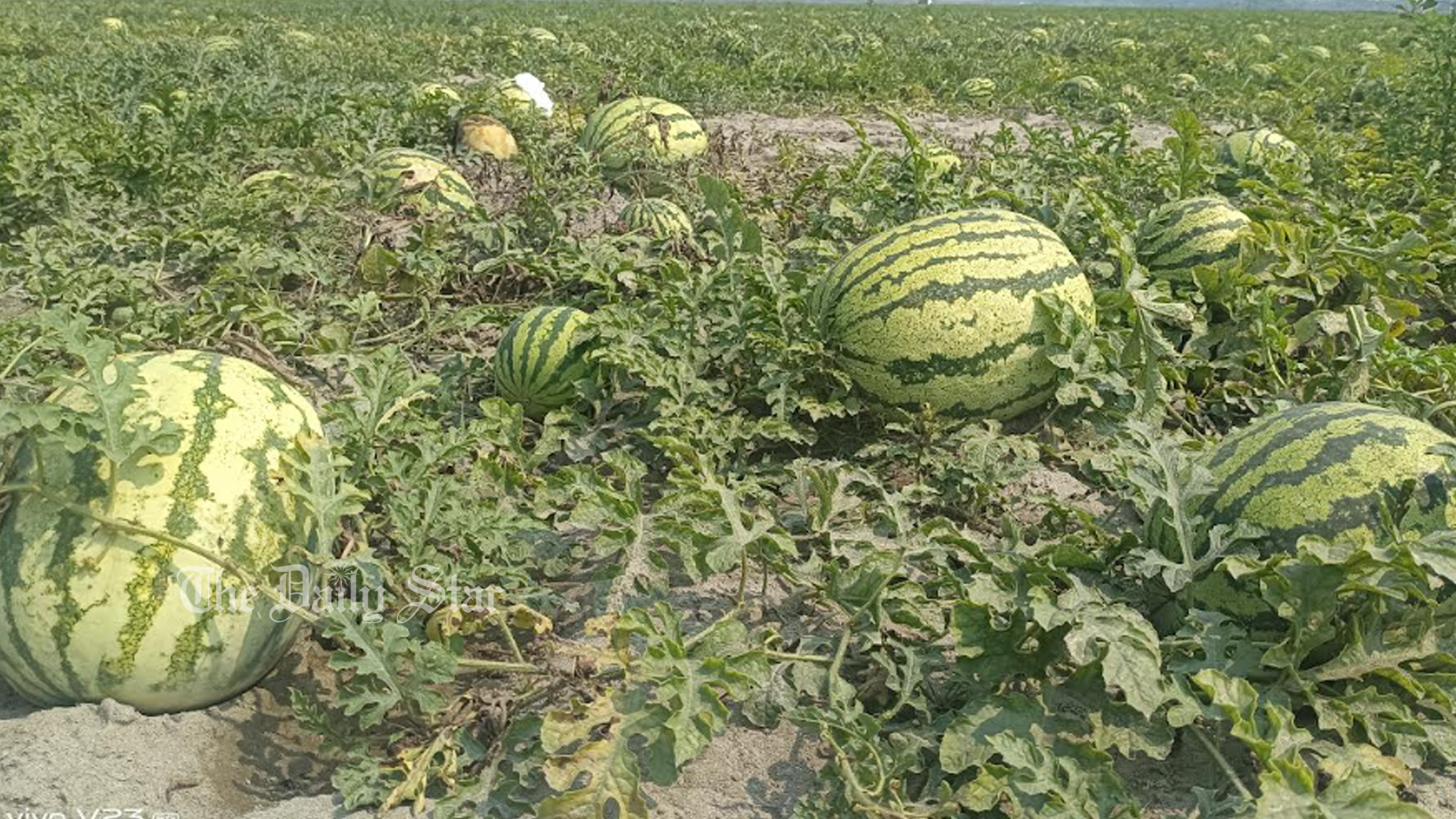 আগাম তরমুজে লাভবান চাষি