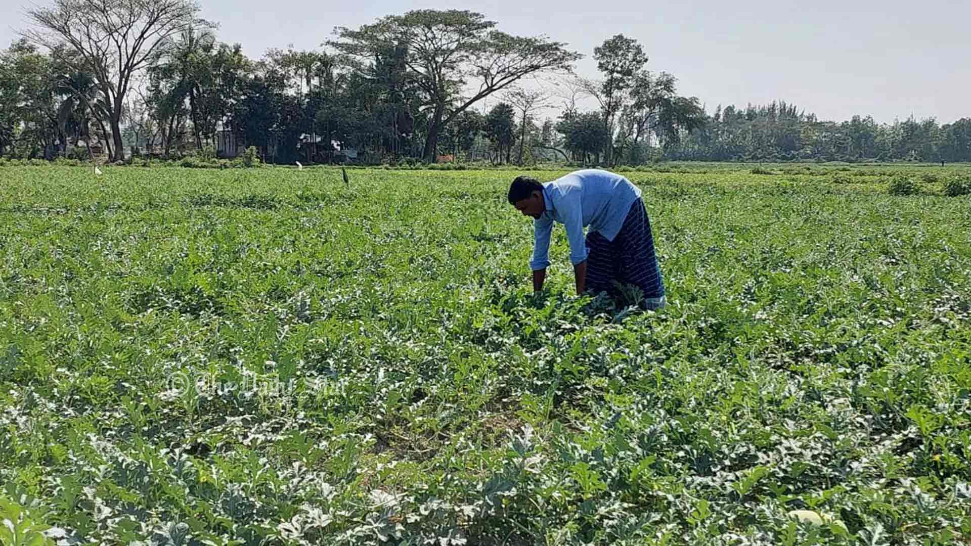 রমজানে শত কোটি টাকার তরমুজ বিক্রির আশা